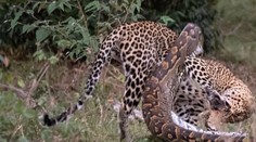 Dychberúce zábery z Kene: Leopard si trúfol na obrovského pytóna, súboj mal jasného víťaza