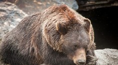 Prvý útok medveďa na Slovensku v roku 2026. Šelma muža zvalila na zem, následne sa kotúľali skalnatým terénom