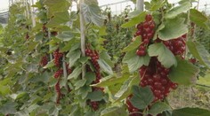 Z našich sadov hlásia rekordnú úrodu ovocia. Mimoriadne sa darí týmto odrodám