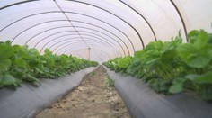 Niekde už začali kvitnúť jahody. Kedy si budeme môcť pochutnať na sladkom ovocí?