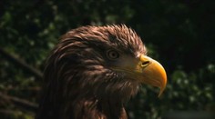 Bez riadených záplav by zanikol. Kráľom unikátneho ekosystému v srdci Podunajskej nížiny je náš najväčší dravý vták