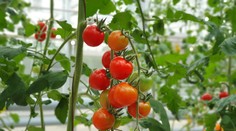Paradajky už nechutia ako kedysi. Vedci vysvetľujú, čo sa s nimi stalo