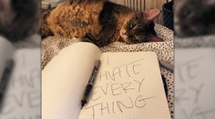 Mačka Grumpy má nasledovníčku. Hviezdou sociálnych sietí sa stala večne sklamaná Barbara