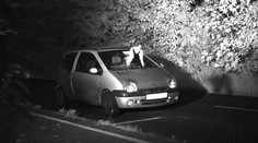 Muža zachránila pred pokutou biela holubica. Policajti to zobrali s humorom