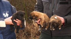 Šteniatka niekto nechal len tak pri Dunaji: Zuzana ich zachránila v hodine dvanástej