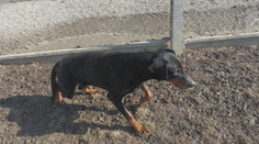 Muž, ktorý si zo svojho psa spravil terč, si vypočul rozsudok