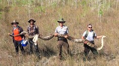 Na Floride chytili vyše päťmetrového pytóna, bez problémov by zjedol aj srnku