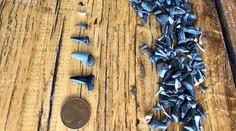 Pred miliónmi rokov plávali u nás žraloky. Zostali po nich iba zuby