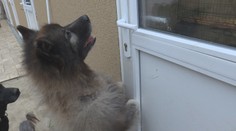 Vrátili sme sa k závažným prípadom týrania psov. Tieto príbehy sa skončili šťastne