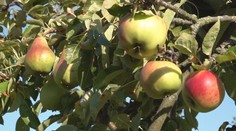 Vznikol systémom pokus-omyl. Záhradkár dopestoval strom, na ktorom sa miešajú hrušky s jablkami
