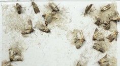 Mole v domácnosti: Poradíme vám, ako s nimi bojovať aj sa pred nimi chrániť