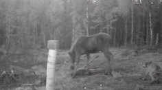 Boj o život v priamom prenose: Los chráni seba aj mláďa pred vlkmi