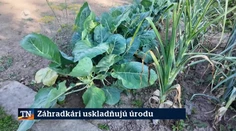 Záhradkári uskladňujú úrodu