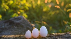 S, M alebo L? Zistite, ako ovplyvňuje veľkosť vajíčka varenie