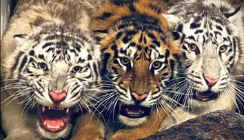 V bojnickej ZOO zahynulo mláďa tigra. O život ho zrejme pripravili jeho dve sestry