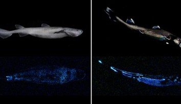 Prenikavý objav vedcov. Našli žraloky, ktoré v tme žiaria
