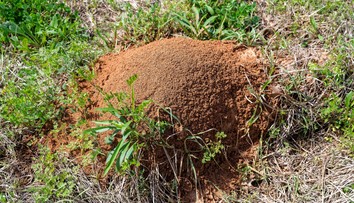 Do Európy prenikol jeden z najdeštruktívnejších inváznych druhov. Konajme, kým nebude neskoro, apelujú vedci