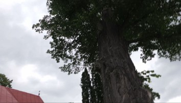 Boj o 300-ročné lipy v obci pod Tatrami. Sú duté a majú ich spíliť, obyvatelia to však chcú ešte zvrátiť