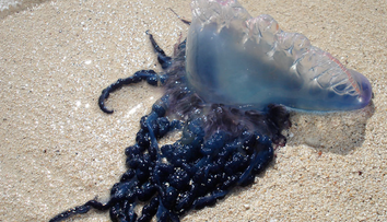 Na pláži v Španielsku sa objavil nebezpečný tvor. Jediný jeho dotyk môže zabiť