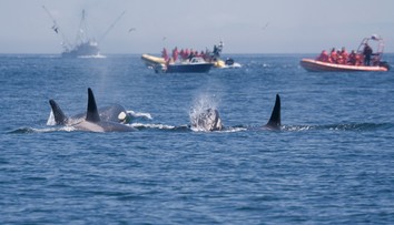 VIDEO: Posádka lode, ktorú napadol húf 30 kosatiek, prežila dve hodiny hrôzy