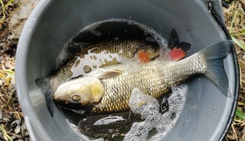 Ryby z tejto rieky nejedzte. Veterinári upozorňujú na látky spôsobujúce rakovinu