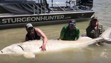 Parádny kúsok kanadských rybárov: Ulovili monštruózneho jesetera