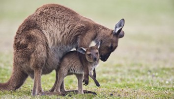 Prelomový úspech vedcov. Cez umelé oplodnenie vytvorili embryo klokana
