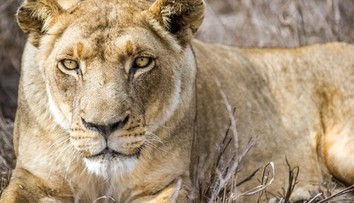 VIDEO: Levica napadla ženu a dve deti. Majitelia šelmy sa len pobavene prizerali