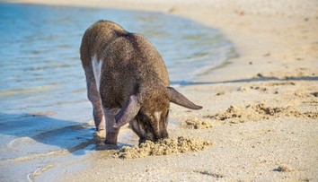 Letná idylka sa zmenila na stres. Diviaky v Chorvátsku ohrozujú turistov aj domácich