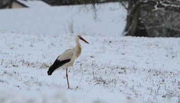 OBRAZOM: Bocian sa prechádza zasneženou krajinou. Fotograf zachytil výnimočný moment