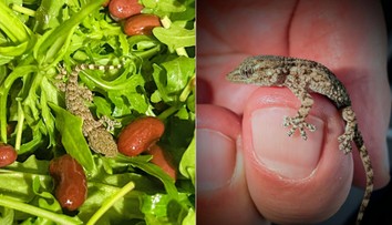 Žena ostala pri robení šalátu v šoku. V balení rukoly sa skrýval malý gekon