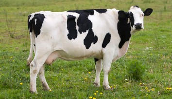 VIDEO: Vás pobaví, no vedcov fascinuje. Krava, ktorá sa sama škriabe metlou