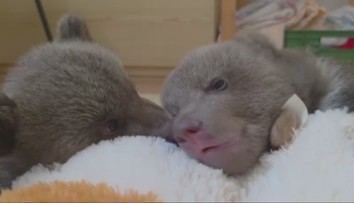 Osirelé medvieďatá robia veľké pokroky. Pre ľudí, ktorí ich chcú vidieť, má ZOO Bojnice dobrú správu
