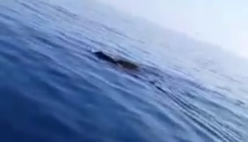 VIDEO: Rybár si myslel, že k nemu plávajú žraloky. Po priblížení sa zostal v nemom úžase