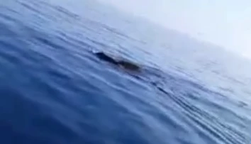 VIDEO: Rybár si myslel, že k nemu plávajú žraloky. Po priblížení sa zostal v nemom úžase