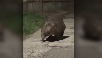 Národnú pamiatku ohrozuje chránený bobor. Trenčianske Teplice riešia kurióznu dilemu