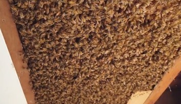 Manželom našli v strope obrovský úľ. V ňom sa skrývali desaťtisíce včiel