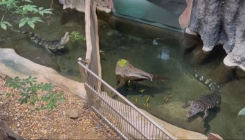 V Jihlave sa konajú krokodílie pytačky: Kriticky ohrozené siamské krokodíly stimulujú netradičnými metódami