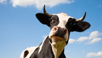 Českí veterinári našli polovicu podozrivého hovädzieho mäsa z Poľska