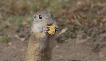 Nečakaný úkaz na Muránskej planine. Poslovia jari sa prebudili skôr