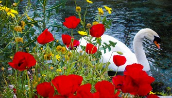 Zdrogované labute na makovom poli si chodia fotiť turisti. Nepovolený vstup na pole je trestný