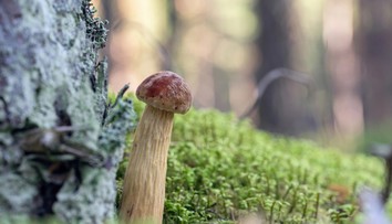 Invázny hríb z Ameriky mení hubárčenie v Európe. Je veľmi chutný, prináša však aj negatíva