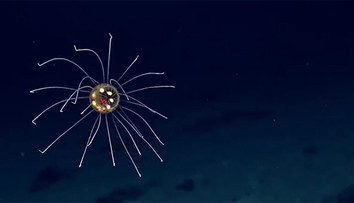 Tá je ale krásna. Vedci objavili záhadnú medúzu