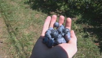 Záhradkárčenie sa nekončí. Nastal ideálny čas na vysádzanie obľúbeného ovocia