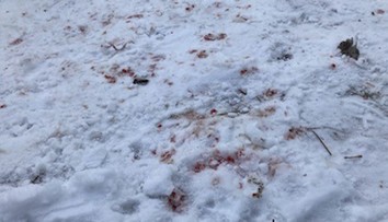 Brutálny útok zo žiarlivosti. V obci Cígeľ napadol muž soka v láske, takmer ho dobil na smrť