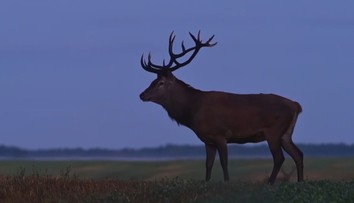 Začalo sa obdobie párenia jeleňov. Na cestách pred nimi treba byť obzvlášť v strehu