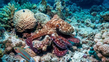 VIDEO: Chobotnice sú ešte inteligentnejšie, ako sme si mysleli. Vedci u nich objavili nečakanú schopnosť