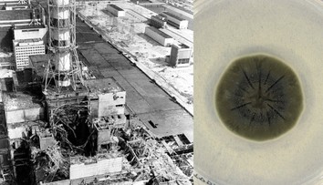 Vedci objavili v Černobyle nový organizmus. Môže ho poháňať „energia“, ktorá by ľudí zabila