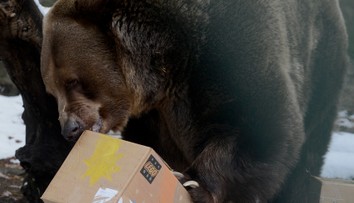 Nečakaná smrť v bratislavskej zoo. Zomrel legendárny medveď Félix