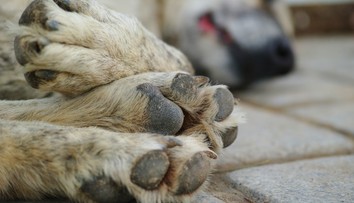 Zdanlivo nevinné prechádzky môžu psom ublížiť. Veterinári varujú pred častou chybou majiteľov